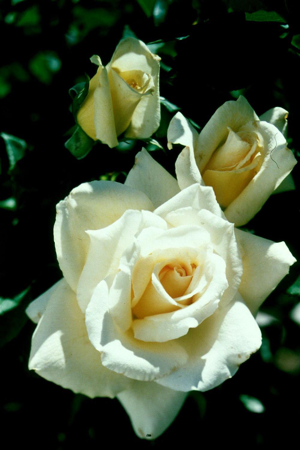 Whisper, the only hybrid tea named an All-American Rose Selections winner this year, has classic bud form, and dark-green foliage to serve as a dramatic background for this classic rose.