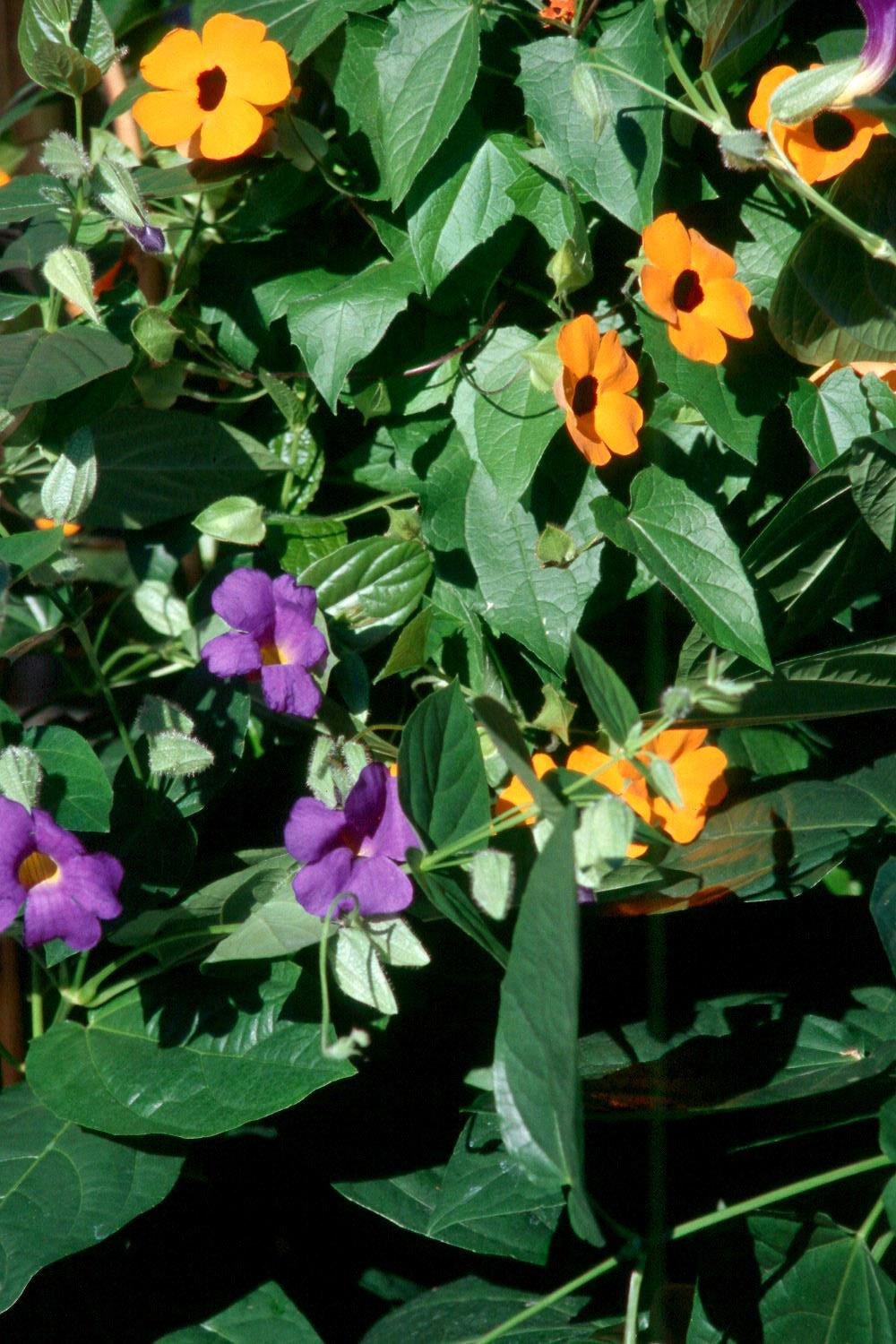 The Blue Glory offers the perfect complement for the Sunny Orange Wonder black-eyed Susan vine.