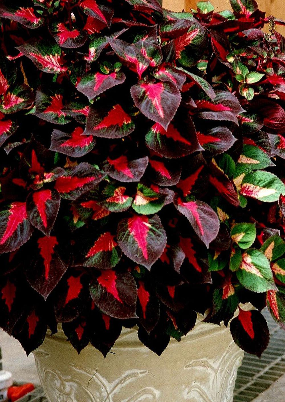 The bold, vibrant colors of the Magilla Perilla will add a tropical flair to any style garden.