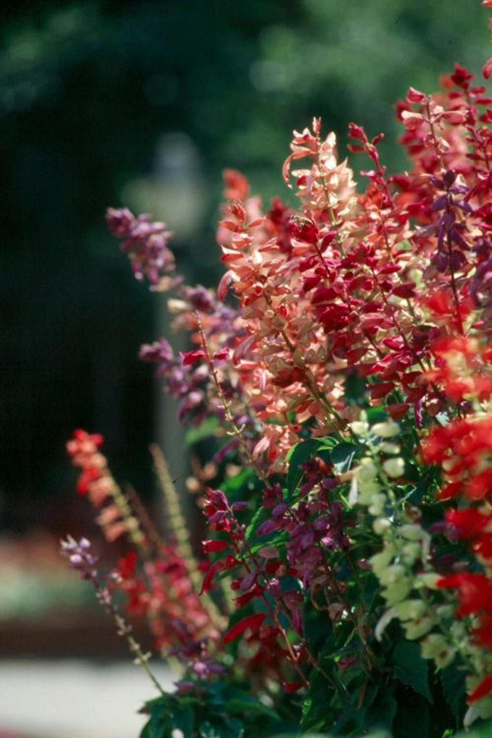 Scarlet sage is now available in a range of colors, all of which are sure to add sizzle to the landscape.