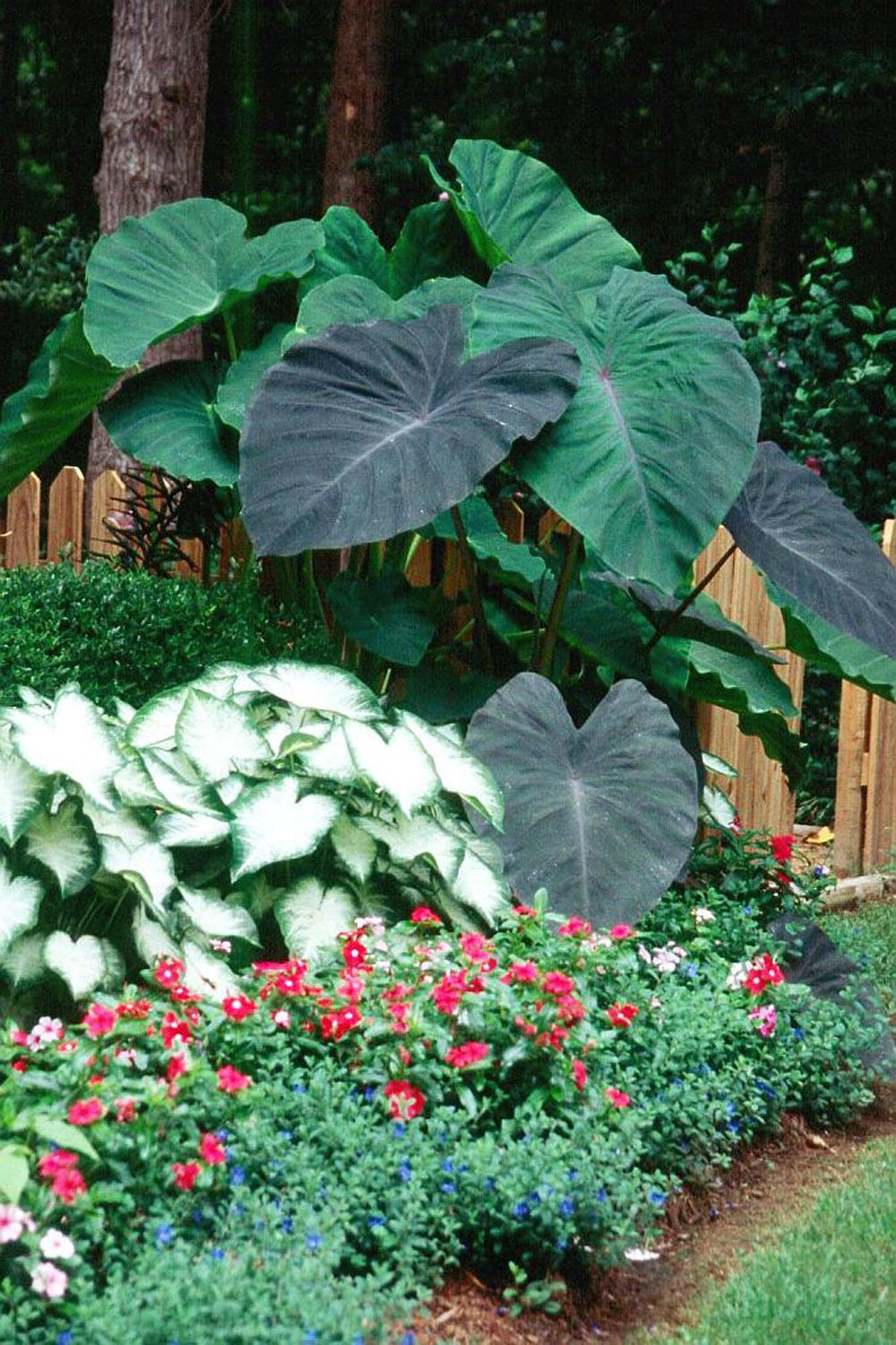 With huge, lush foliage, Black Magic elephant ears make an everyday garden look like the West Indies.