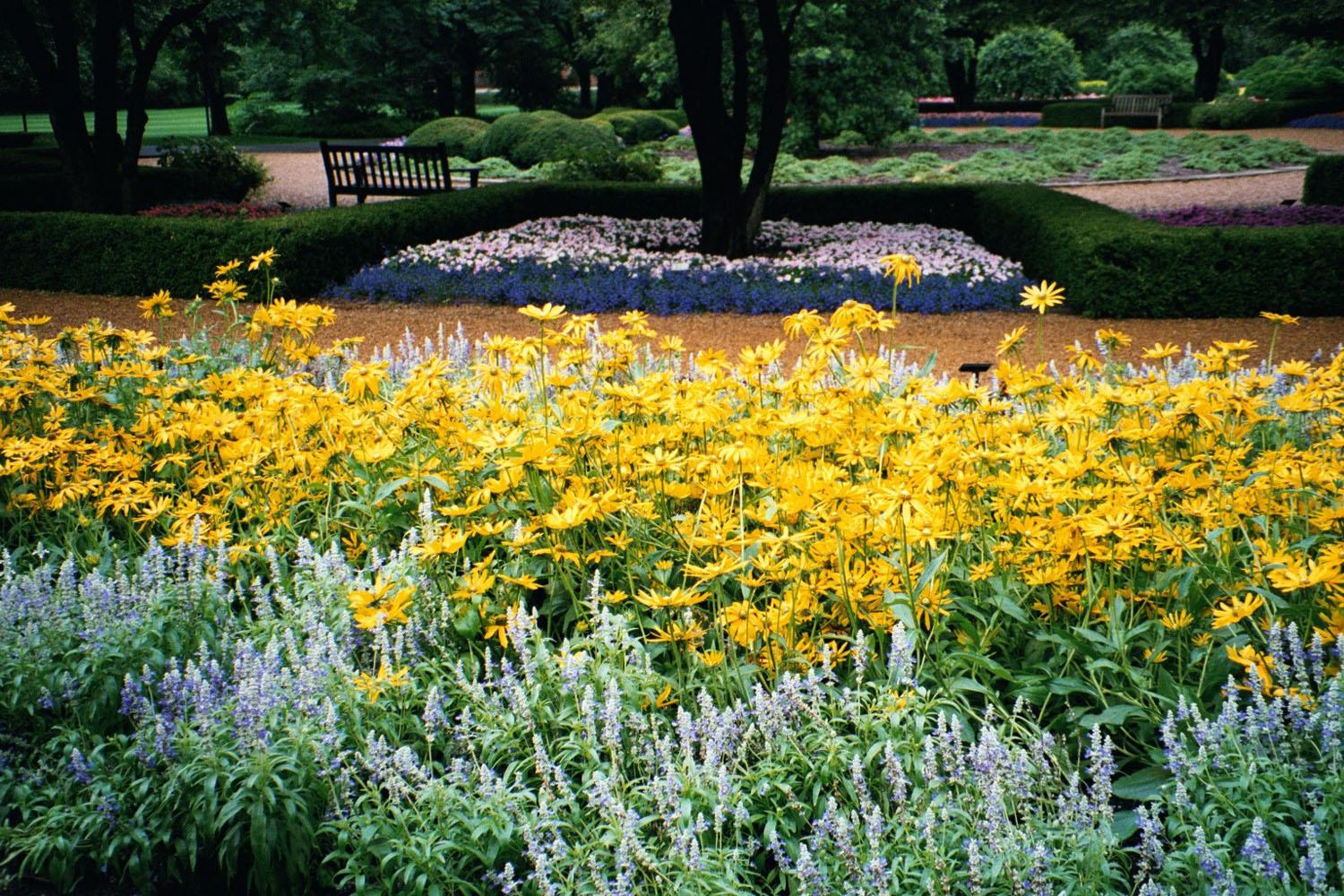 Strata is a frosty gray and blue violet Salvia farinacea that combines well with a host of colors including these yellow Prairie Sun rudbeckias.