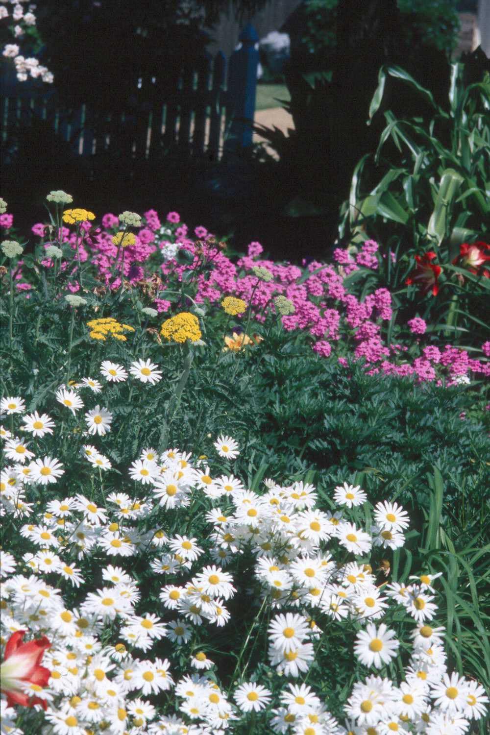 Ox Eye daisies add just the right touch to this bed of Gold Yarrow and verbenas.