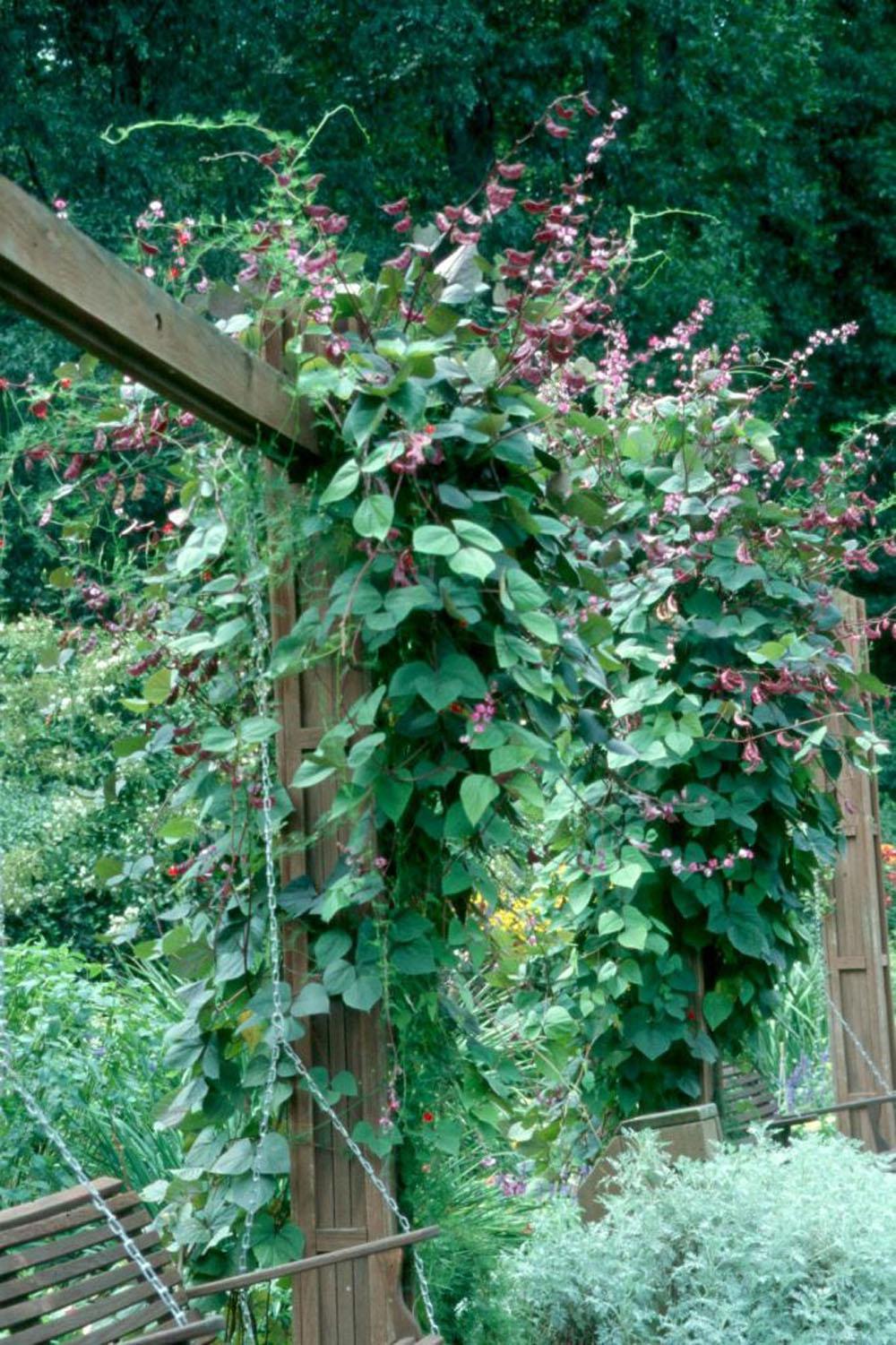 The hyacinth bean is an environmentally friendly vine to grow with low insect and disease pressures. Plant the seed adjacent to a sturdy support structure for climbing such as a fence, trellis or pergola.