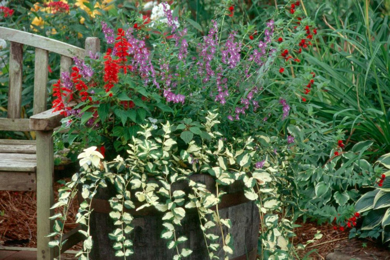 Mojo's Gem and Illumination offer the gardener great creamy-gold and green variegation on a vigorous groundcover or vining plant that will hang gracefully from a basket or cascade over the rim of a mixed container.