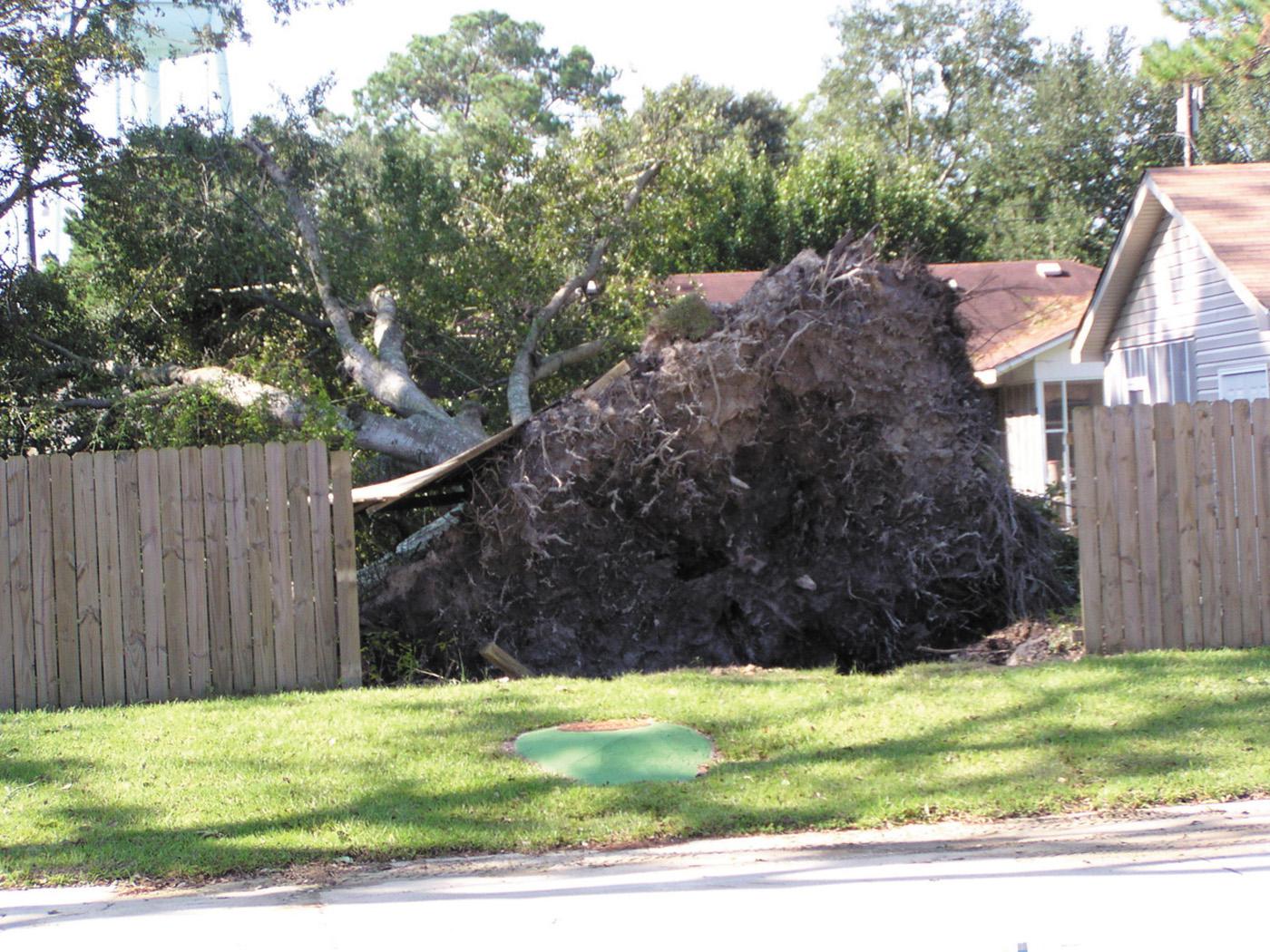 This Hancock County tree will not have the option of recovery, but immediate attention can help salvage very small trees blown over by Hurricane Ivan. (Photo by the Sea Coast Echo in Bay St. Louis, Miss.)