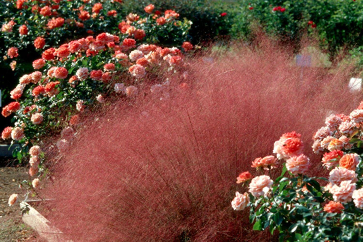 Muhly grass looks at home in any kind of garden.