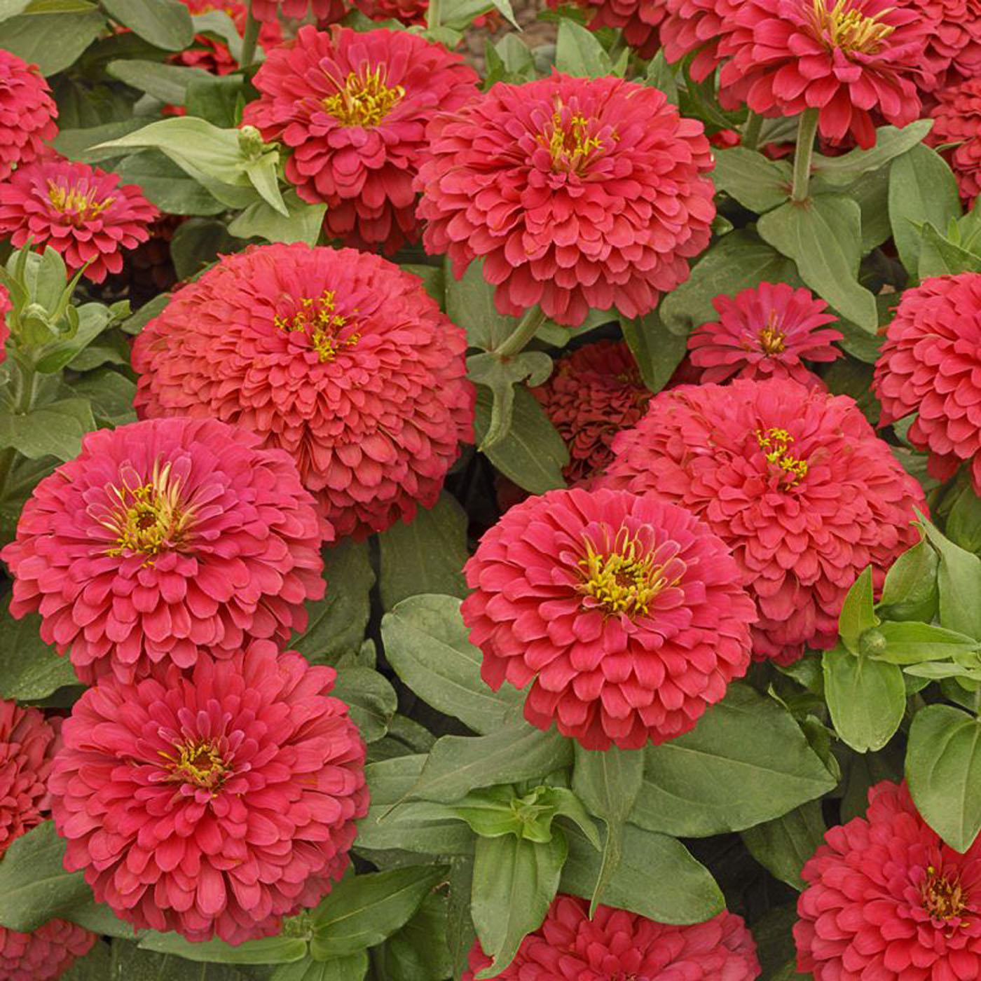 The Magellan zinnia produces enormous flowers that reach a whopping 6 inches in width. These bright, colorful flowers are produced on short, stocky plants that reach 18 inches tall.