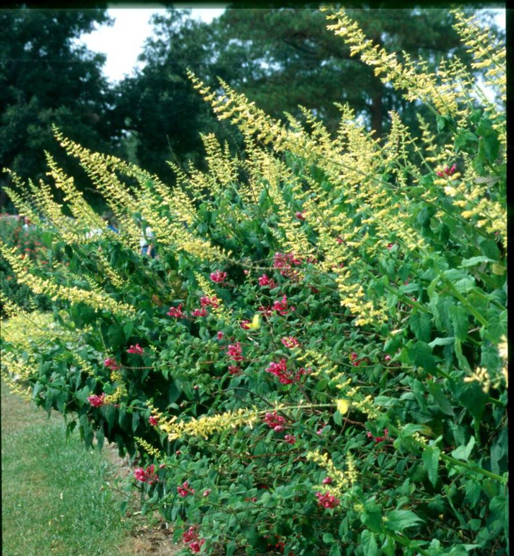 The forsythia sage is a short-day or long-night bloomer that reaches 6 to 7 feet in height and is topped by bright yellow blossoms reaching 12 to 24 inches in length. 