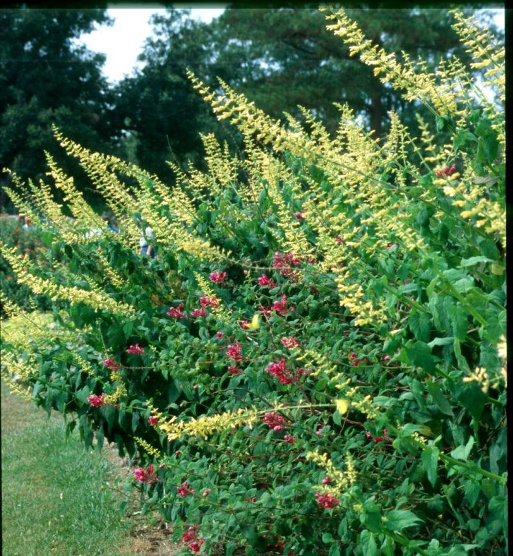 The forsythia sage is a short-day or long-night bloomer that reaches 6 to 7 feet in height and is topped by bright yellow blossoms reaching 12 to 24 inches in length. 