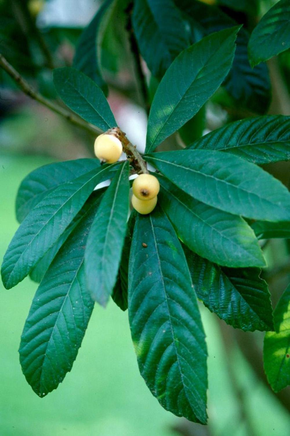 The Japanese loquat assumes a rounded form and is normally under 20 feet tall, perfect for those areas needing a small tree. The furrylooking white flowers form in the early fall and are deliciously scented. Plus, if the winter is mild, the creamy white flowers will yield a real delicacy for the table.