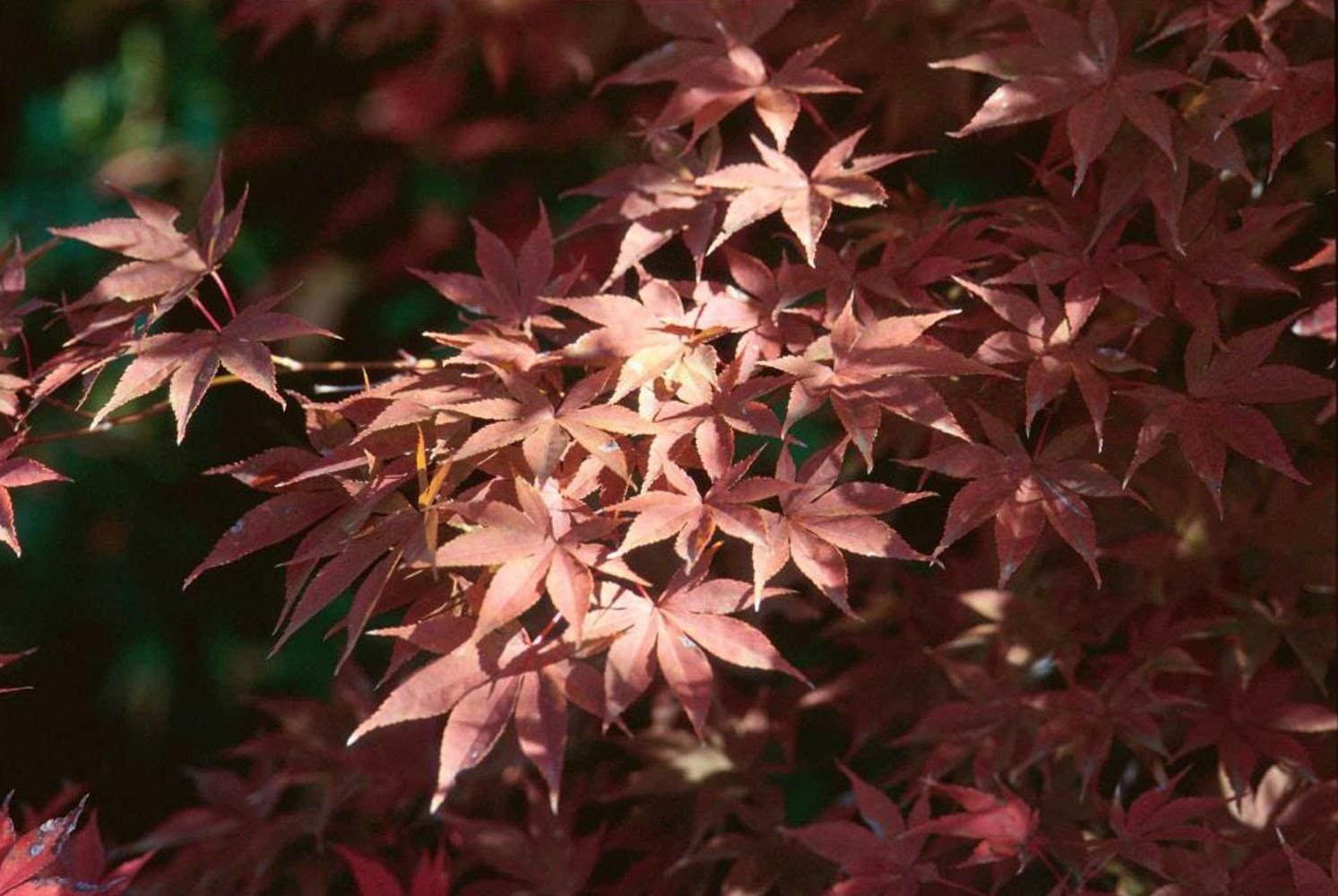 Fall is a great time to plant Japanese maple trees. Bloodgood, like the one pictured here, is a popular selection and also a Mississippi Medallion award winner.