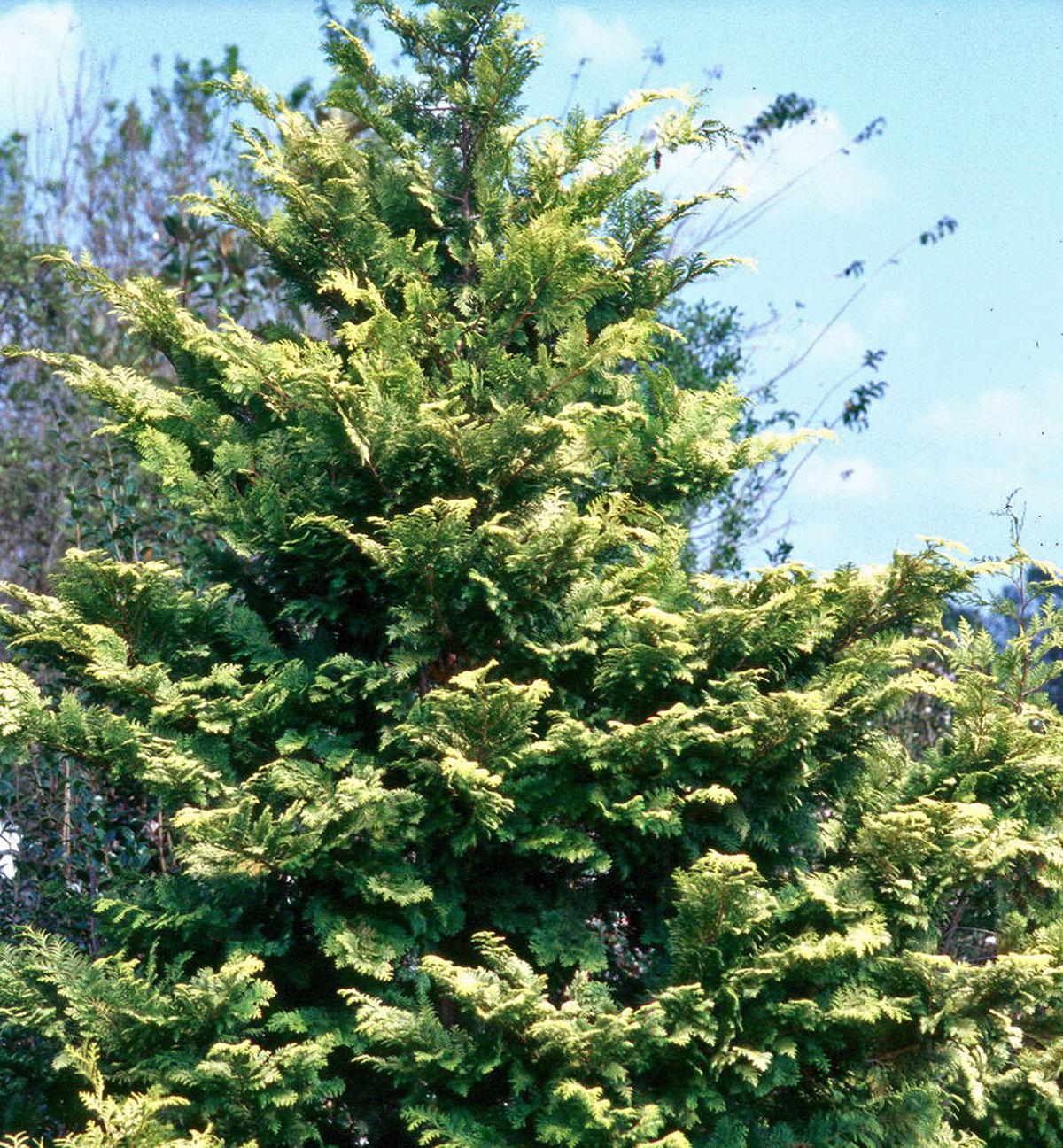 The Crippsii can grow to around 20 feet tall, but most are in the 10-foot range. The golden-yellow foliage really looks incredible during cold, dreary winter weather.