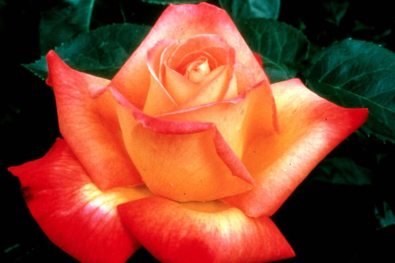 The hybrid tea, like this Love & Peace, is the most popular rose for its form, beauty and cutting ability.