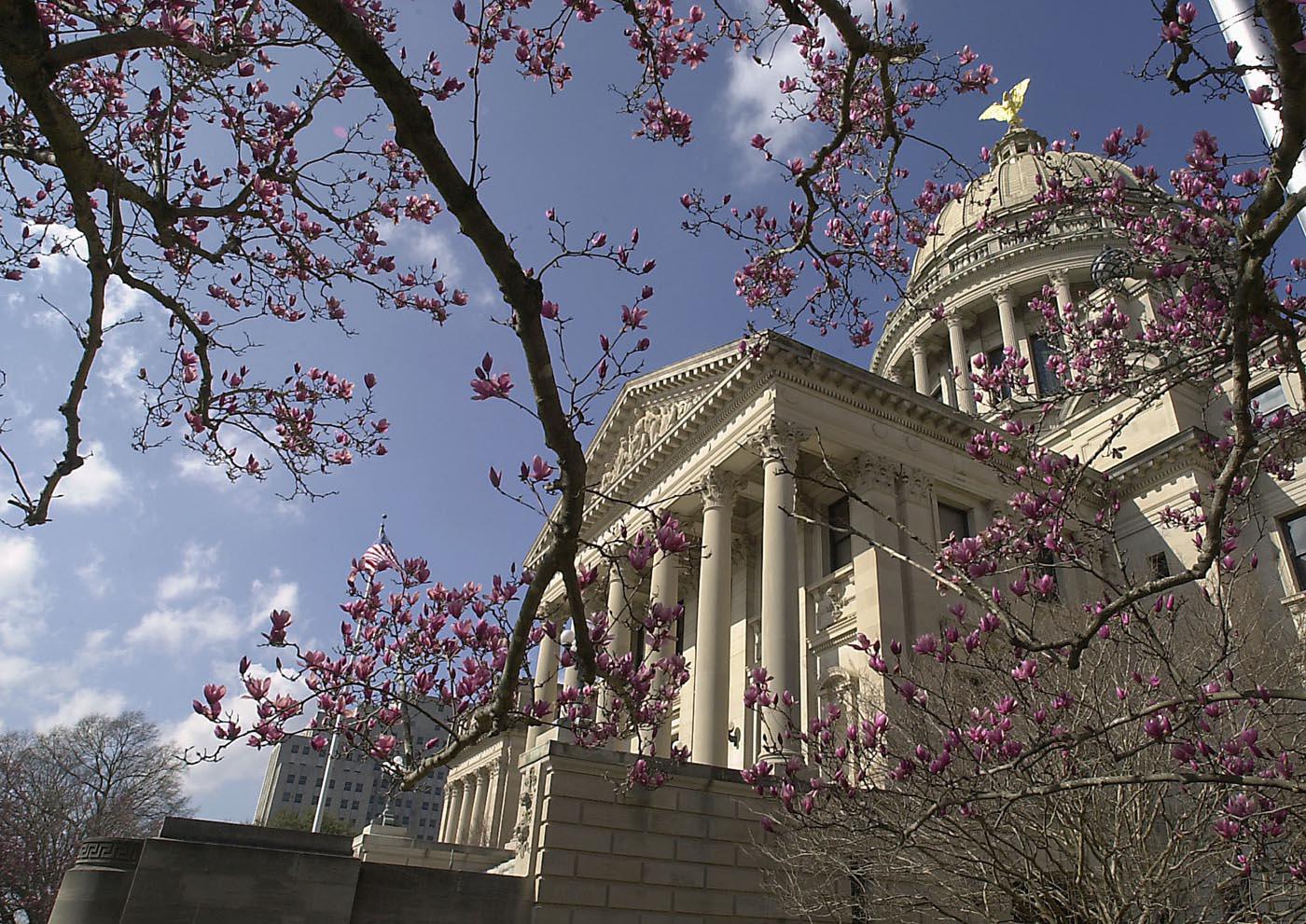 The Japanese Magnolia, also called saucer magnolia or tulip magnolia, features flowers that may reach 6 inches across in shades of pink to dark purple. The saucer magnolias pictured here provide a beautiful setting for the state Capitol.