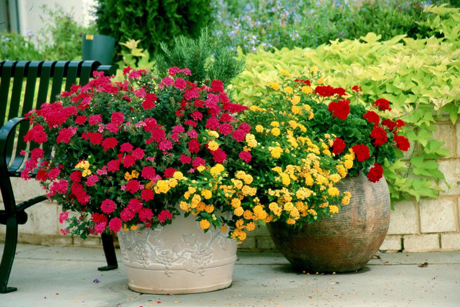 Red verbena and lantana join with geraniums to create an inspiring display of mixed plants.