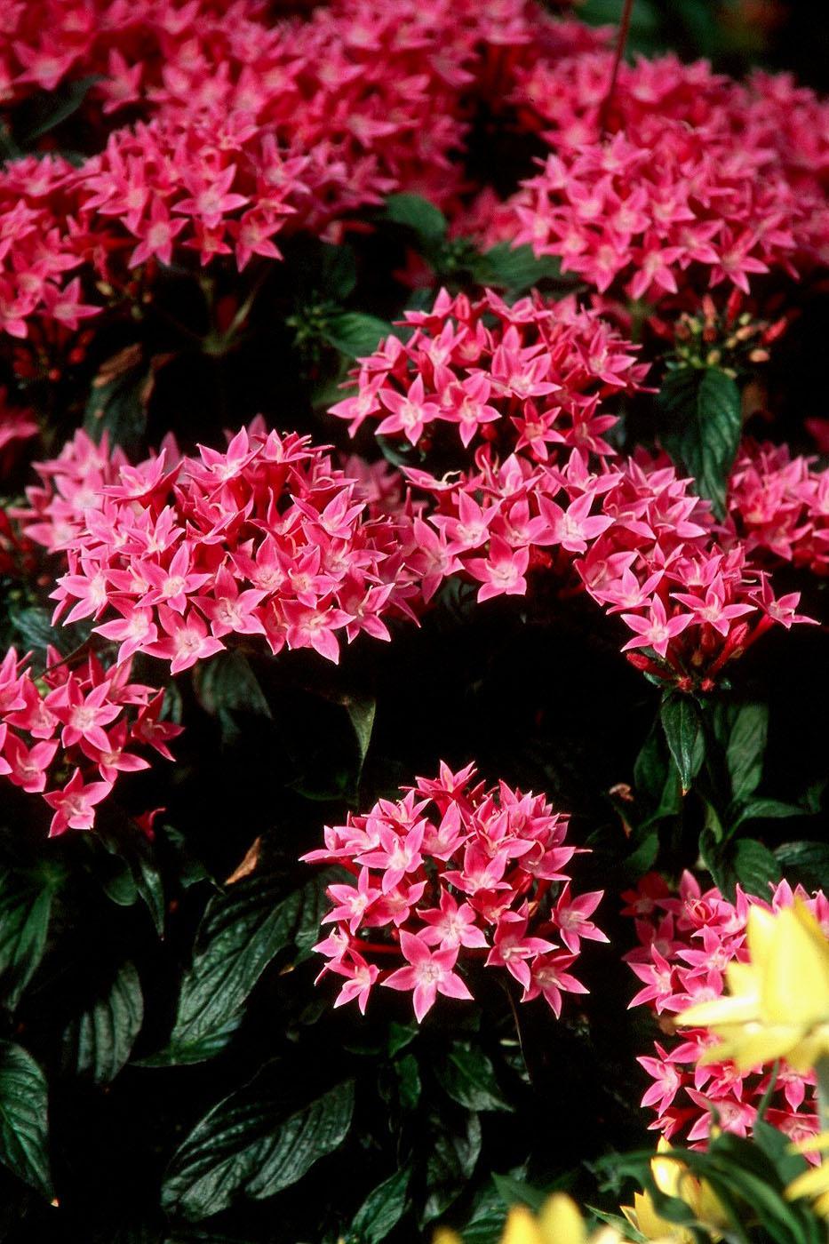 Butterflies, hummingbirds and gardeners alike will be delighted with the many new series of pentas being offered, such as this beautiful Bismarck variety. If these new varieties are not available at local nurseries this year, gardeners can rely on Mississippi Medallion Award-winning Butterfly pentas for a lush, tropical look and tons of butterfly guests.
