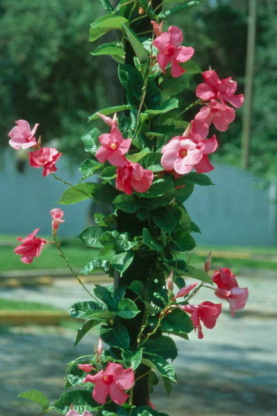 Though the Mandevilla is from Brazil, it looks and performs like one of the locals. This hybrid Mandevilla Alice du Pont is at the top of the list of plants that will bloom all summer and right up until fall. 