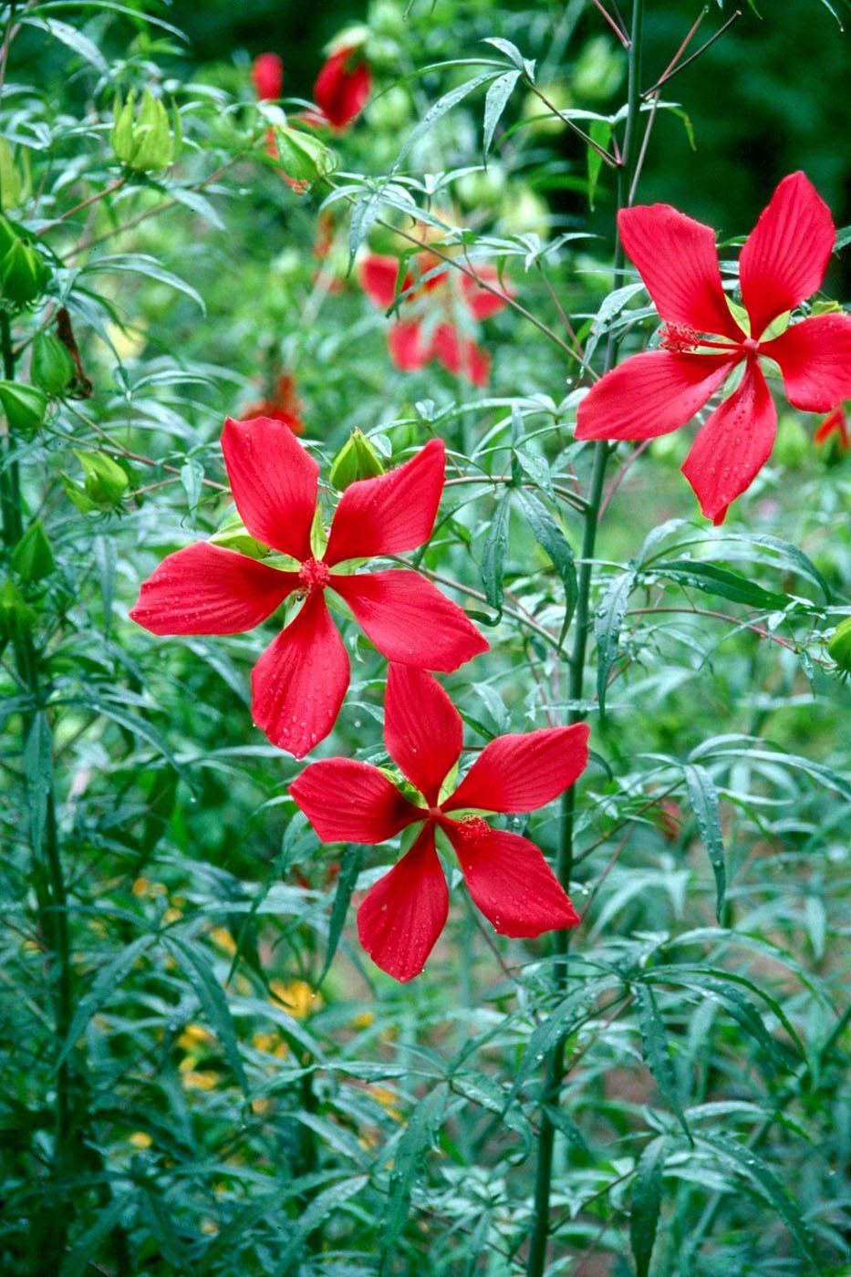 The cold-tolerant perennial Texas Star hibiscus looks equally at home in a tropical or cottage garden and produces some of the tallest plants for the flower border. The scarlet, star-shaped flowers are a favorite of the ruby-throated hummingbird.