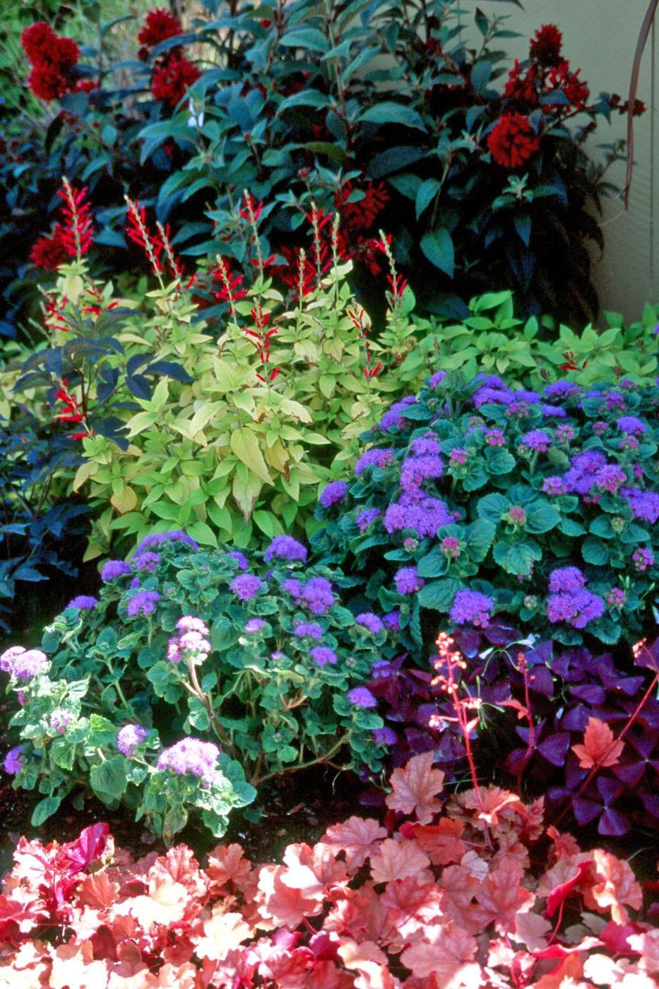 Golden Delicious pineapple sage combines wonderfully in this mixed container also featuring Creme Brulee heuchera, Artist Blue ageratum and Ruby Clusters cestrum.