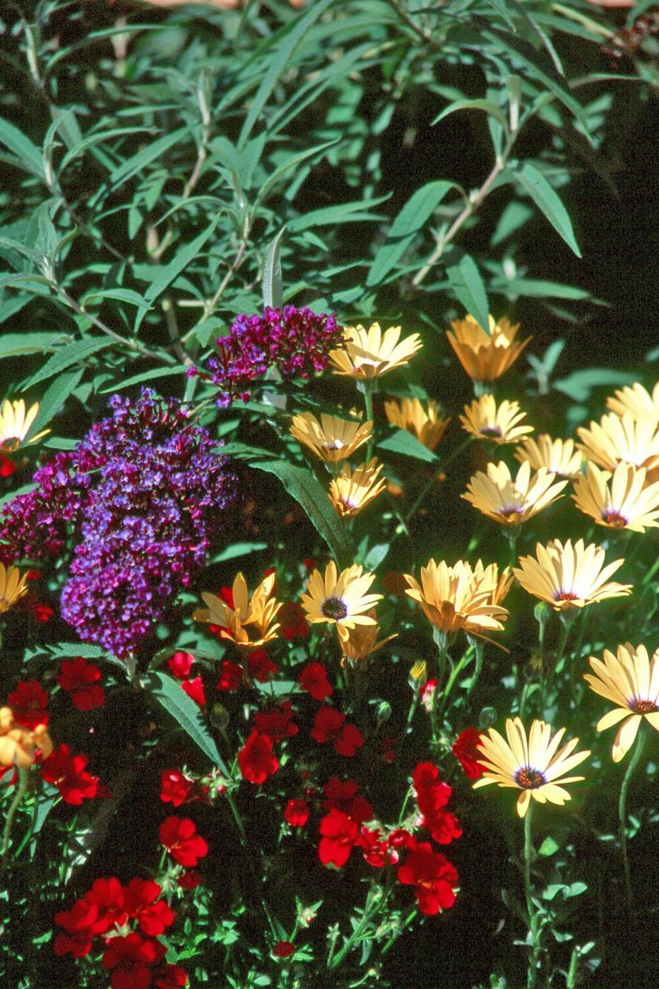Emperor Blue buddleia works in beautiful harmony with these Sunsatia Cranberry nemesia and Lemon Symphony osteospermum. Try lantana and petunias as combinations for this time of the year.