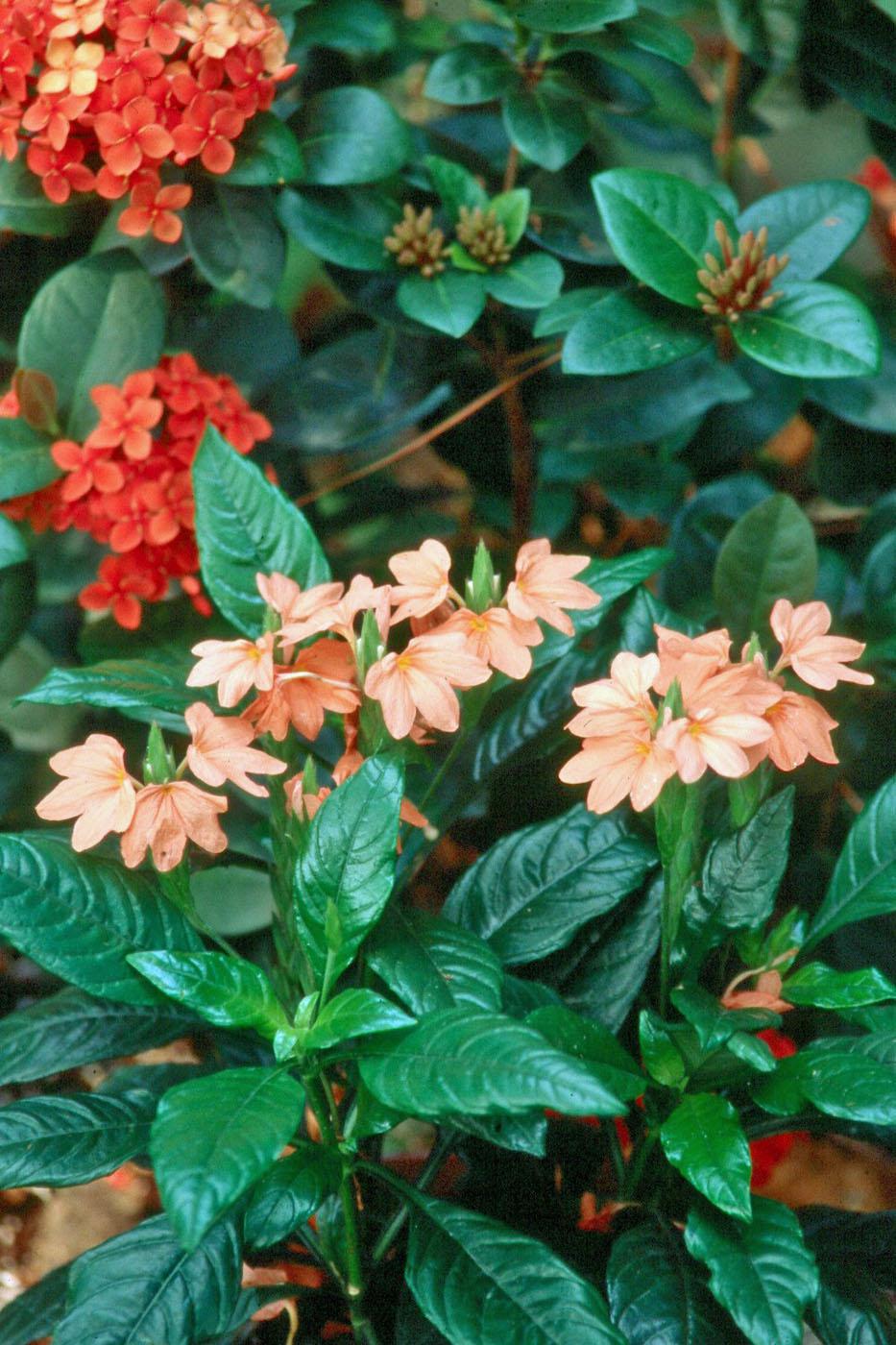The crossandra and Maui ixora combine wonderfully in this early-morning-sun garden to give a tropical look for months.