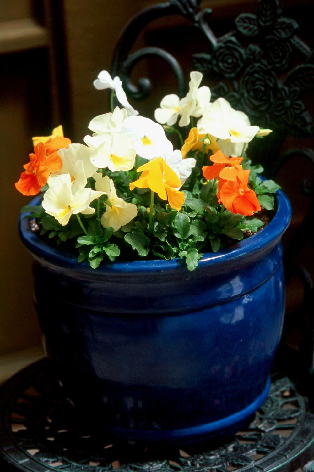 The Matrix series of pansies are large-flowered with 12 colors and four mixes available. They come with blotches and clear-faced, and with this many varieties, are sure to have a color to suit any palette.