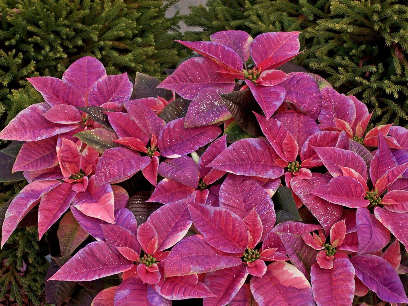 This lilac painted poinsettia can add to your Christmas decorations, then with some extra care, can still look good for Easter. Try it with some pink eggs underneath or surrounding white Easter lilies.