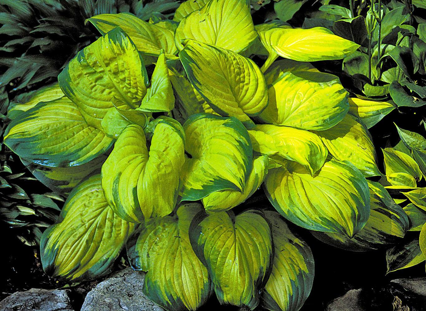 Stained Glass has brilliant shiny golden foliage surrounded by a 2-inch wide, dark-green margin. The American Hosta Growers Association has chosen Stained Glass as the 2006 "Hosta of the Year."