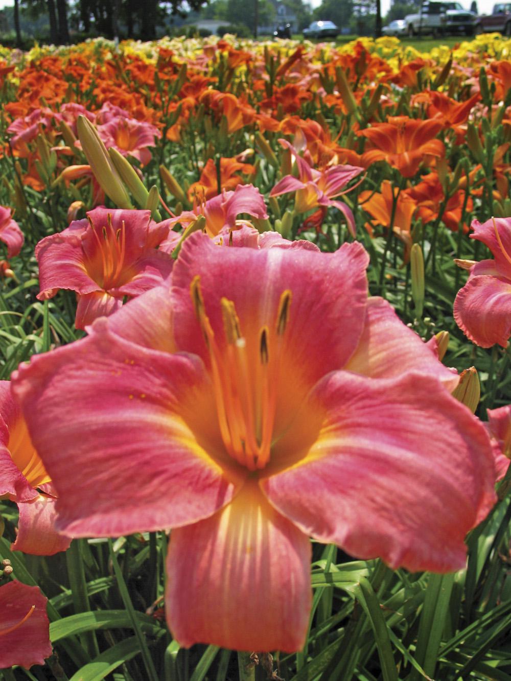 This All-American daylily winner is a large, showy salmon-pink variety with a rose halo.  It is a robust performer that produces loads of buds, blooming an average of 90 days per year.  It is easy to grow and does beautifully as a border, ground cover or container-grown specimen.