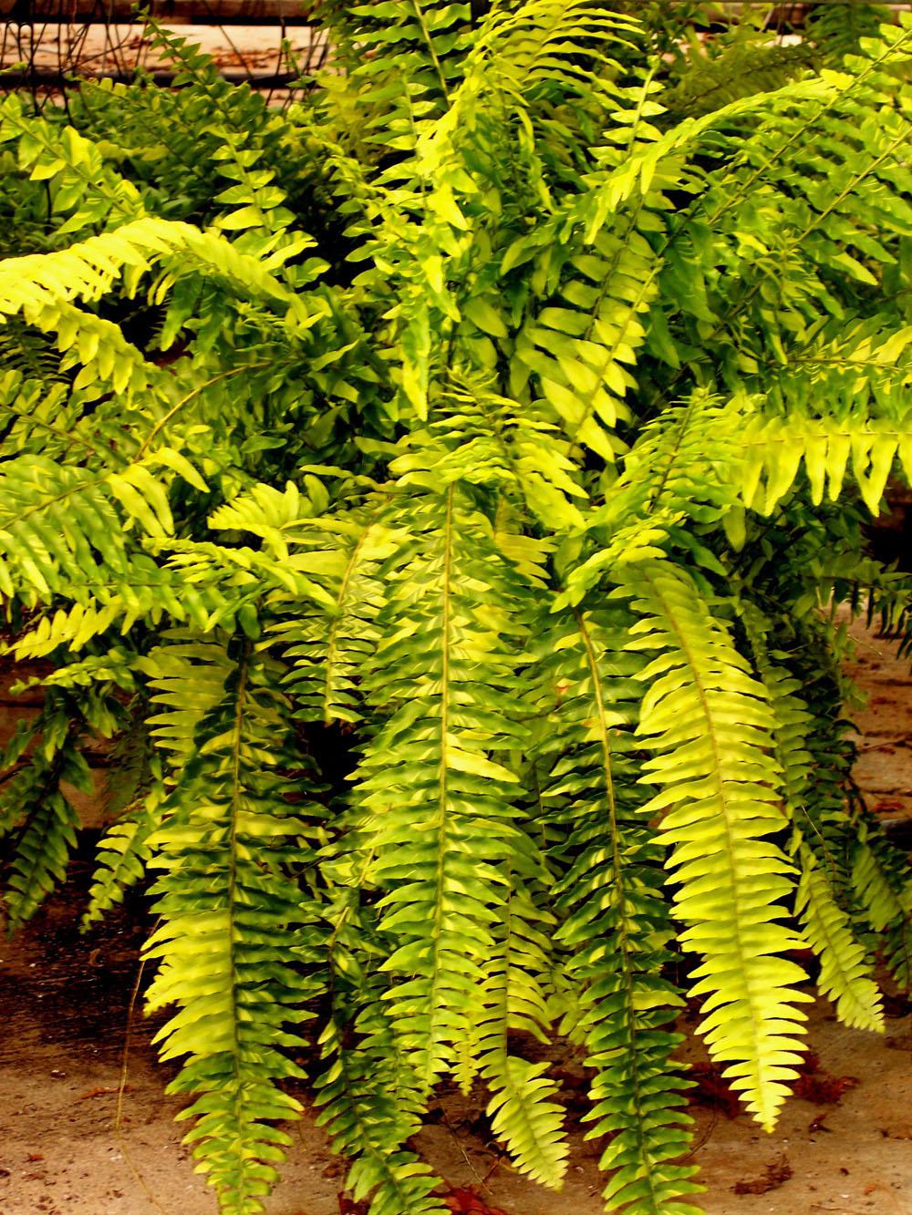 Each Tiger Fern frond resemble a tiger's stripes with different colors and different patterns of variegation. The colors will vary from dark green to lime green and golden yellow.  