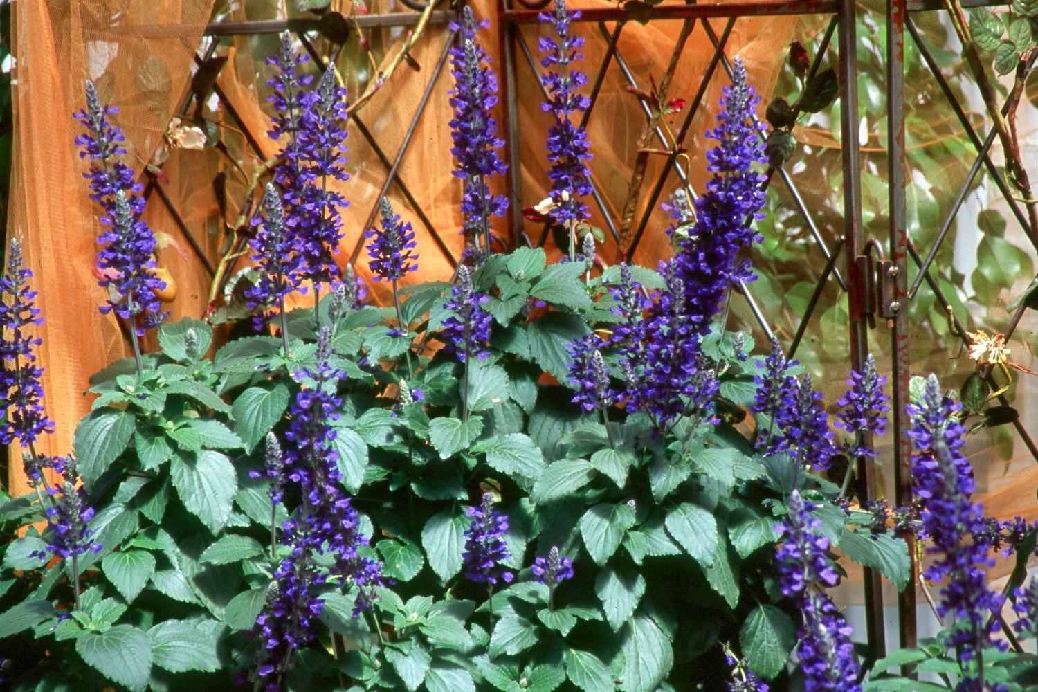 Mystic Spires Blue is the first dwarf or compact selection of the well-loved Indigo Spires. It will work well with perennials like purple coneflowers and summer phlox, or combined with yellows like melampodium, black-eyed Susans and New Gold lantana. 