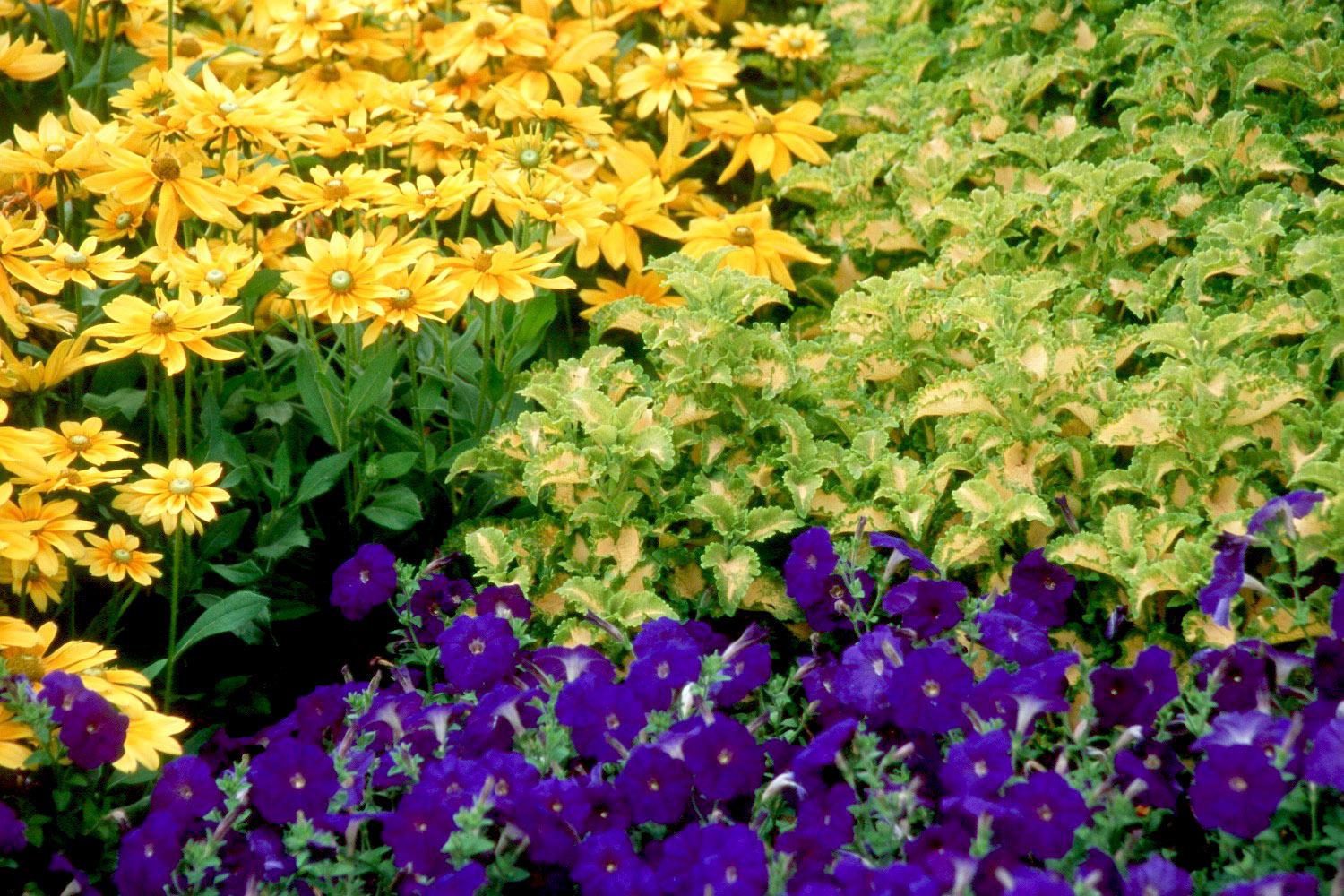 The foliage of Wild Lime coleus matches the yellow in the Prairie Sun rudbeckias and helps provide an opposite complementary color for the Easy Wave Blue petunias. 