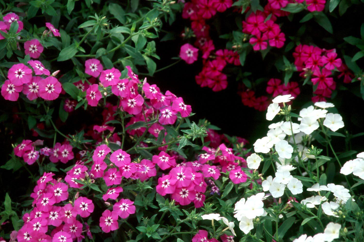 The Intensia phlox series blooms from early spring until fall frost. Because of this long bloom season, the bright colors of Lavender Glow, Lilac Rose, Neon Pink and Cabernet have an endless choice of companion plants. 