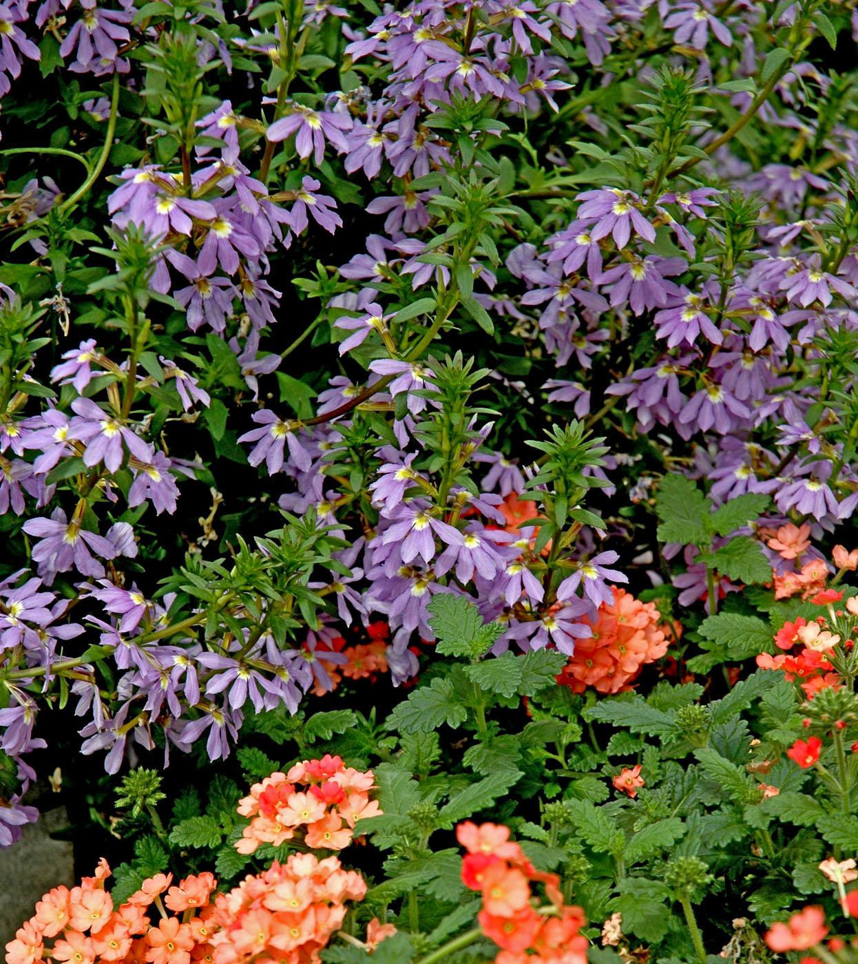 These blue scaevola partner well with orange verbena in this sunny garden setting. With lovely fan-shaped flowers and summer heat tolerance, scaevola has won numerous awards for their performance across the South.