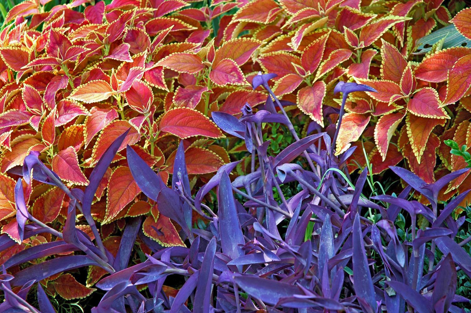 The Rustic Orange coleus produces a striking contrast when planted with the perennial Purple Heart, a vining plant sometimes called Setcresea.