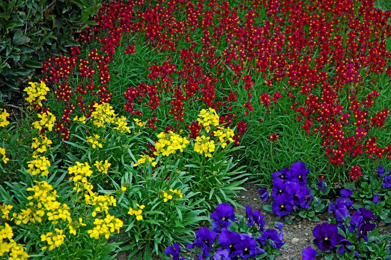 Cool-season flowers bring an abundance of color to fall gardens. Here Enchantment Linaria's very fragrant blooms of intense magenta and gold blend with Citrona Yellow erysimum and  Matrix Blue pansies in the foreground.