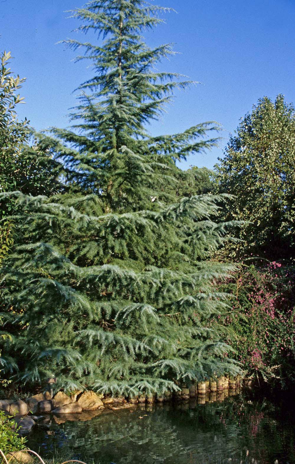 The deodar cedar is a large, stately conifer that makes a big impact in winter landscapes with its evergreen color. Lower branches bend gracefully downward and up again, and are covered in needle-like, silvery blue-green leaves about two inches long.  Deodars grow into handsome specimen trees. 
