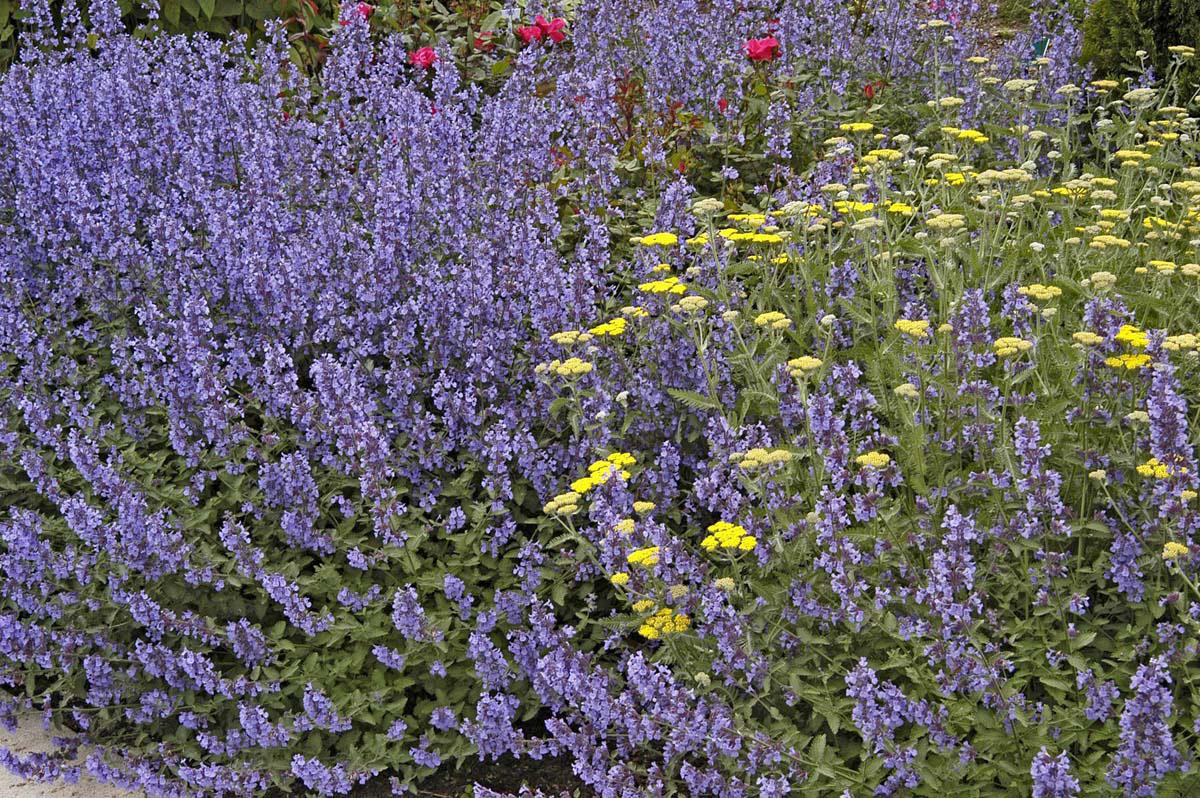 Walker's Low catmint has crinkled, aromatic, silver-green foliage and blooms almost continuously from May until frost if pruned back by two-thirds when initial flowers fade. In a wildlife garden, the catmint will be visited by a constant array of bees and butterflies.