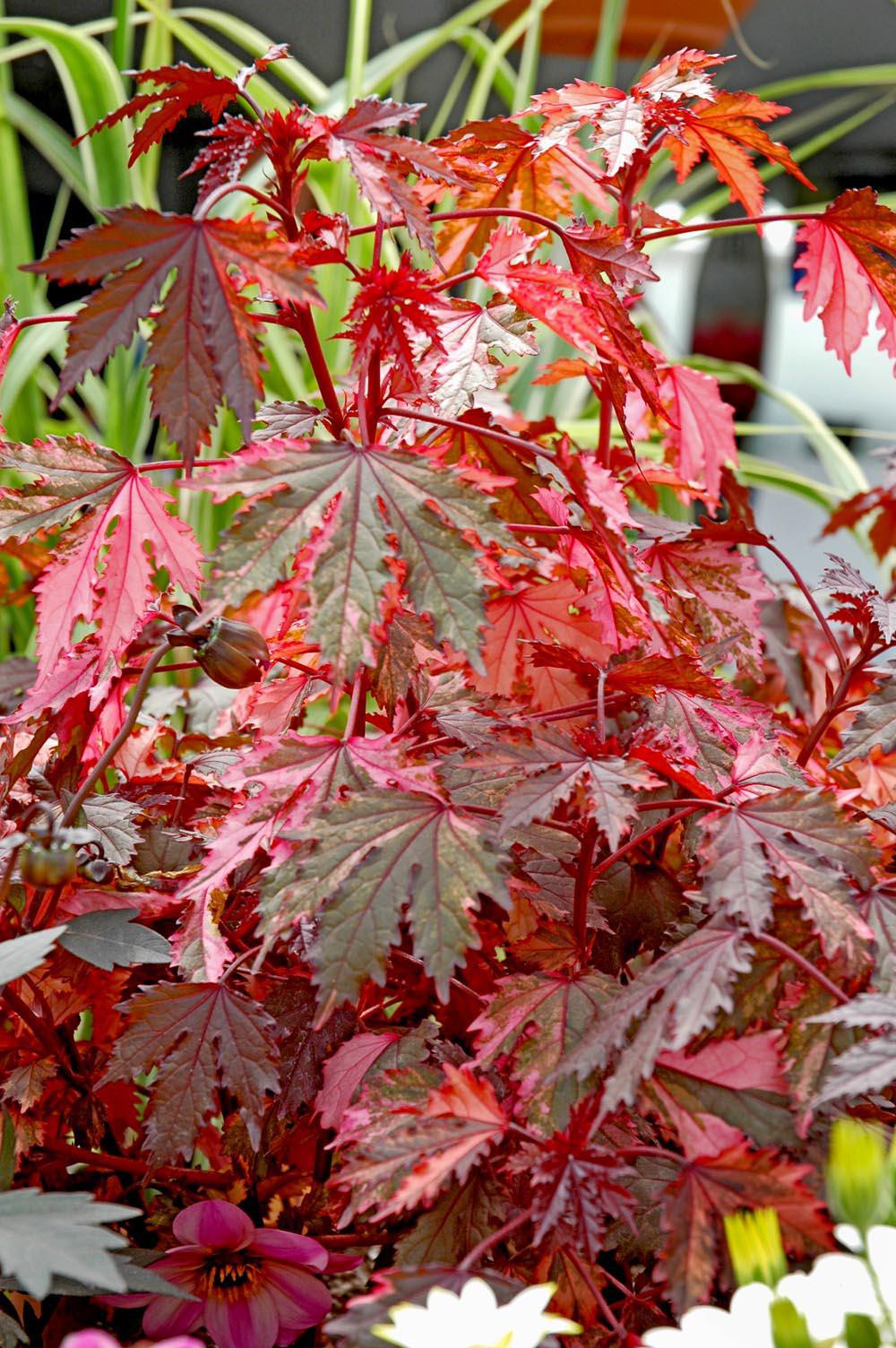 Haight Ashbury has a distinctive maple leaf shape with serrated leaves and an incredible variegation of red, copper and pink. Its top attributes include drought tolerance, heat tolerance and deer resistance.