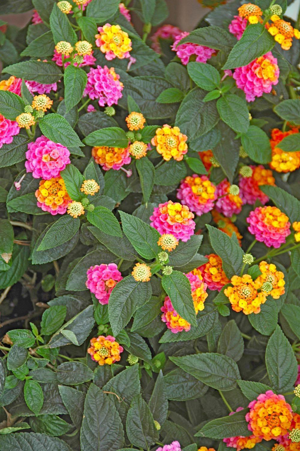 New lantana varieties like this Landmark Sunrise Rose are selected for non-stop blooming and vibrant colors that rival carnival in Rio.