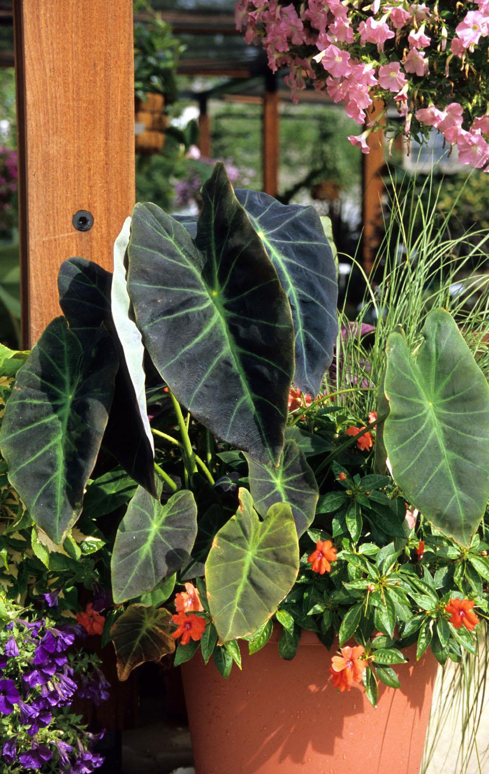 Achieve the tropical look in the garden with Imperial Taro. This cold-hardy elephant ear is thriving in a mixed-container setting, but it also will grow well in landscapes with other tropical plants such as cannas, gingers and bananas.