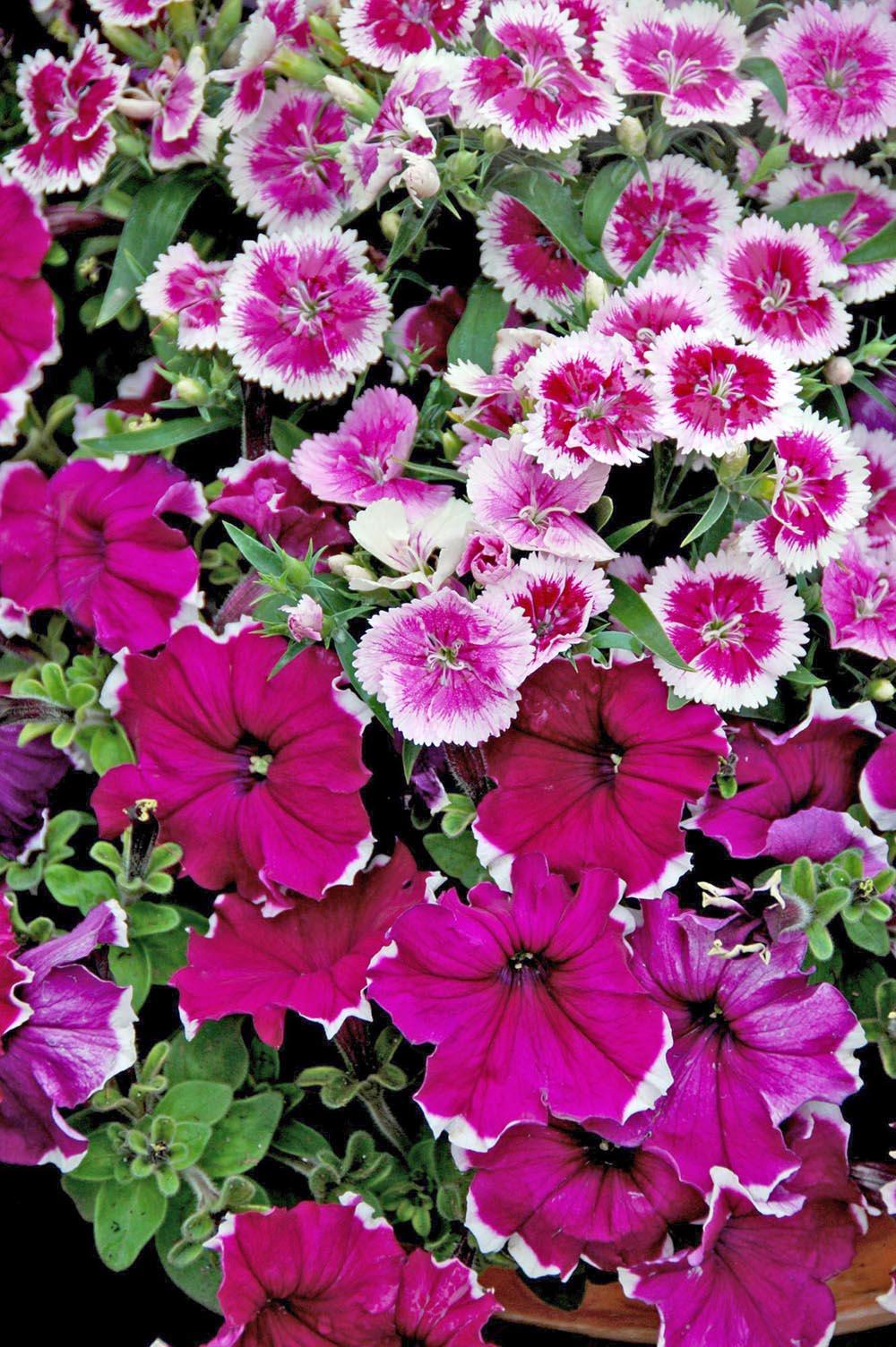 Telstar Purple Picotee dianthus and Symphony Burgundy Picotee petunia compose a beautiful monochromatic spring garden.