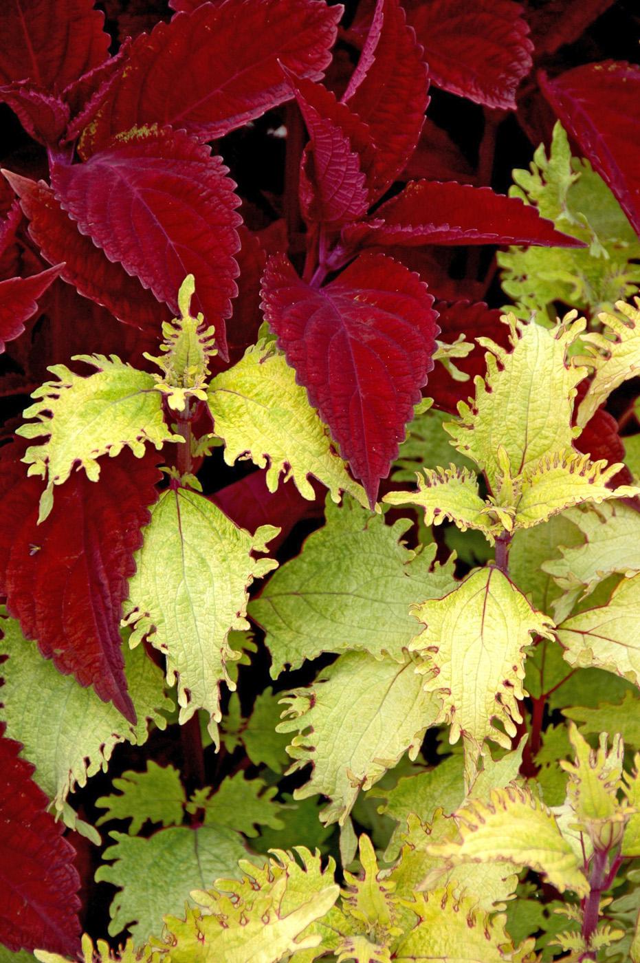 Big Red Judy, pictured here with Rose Stem Lace, is a large coleus with leaves that are a rich, vibrant red. The stems of Rose Stem Lace are this same color, making the two plants partner well in containers and landscapes.