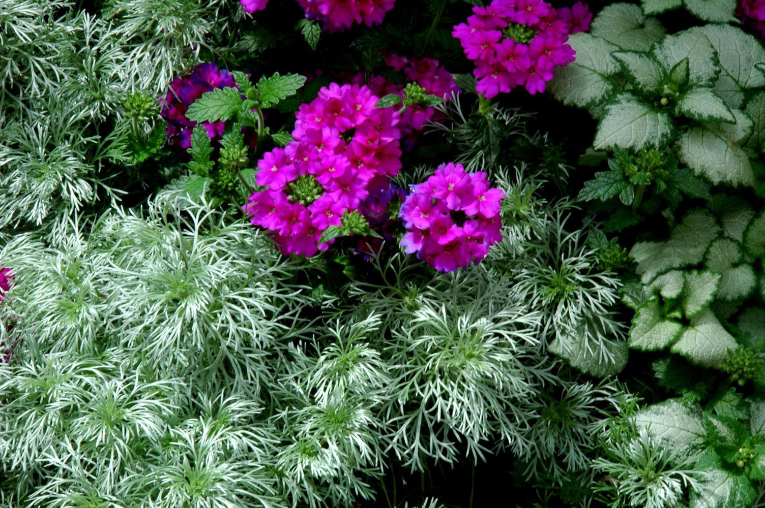 Leaf texture can combine to produce interesting colors and shadows, especially when combined with various plants. The fine texture and silver shadows in this garden are produced by Beacon Silver lamium and Silver Mound Artemisia, both of which intensify the color of the Wildfire Violet verbena.