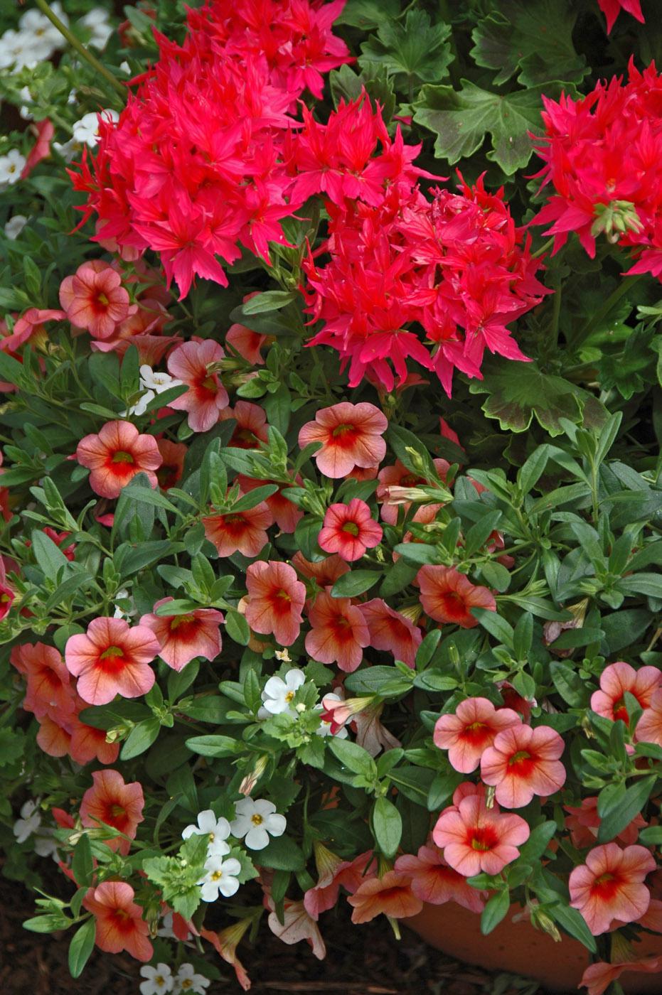 This mixed planting includes the Graffiti Salmon Rose geranium, the Callie Mango calibrachoa and Calypso Jumbo White bacopa. This geranium serves as the thriller plant, and it definitely thrills with flowers that almost seem to glow. The calibrachoa spilled over the edge of the container while bacopa played the filler plant. 