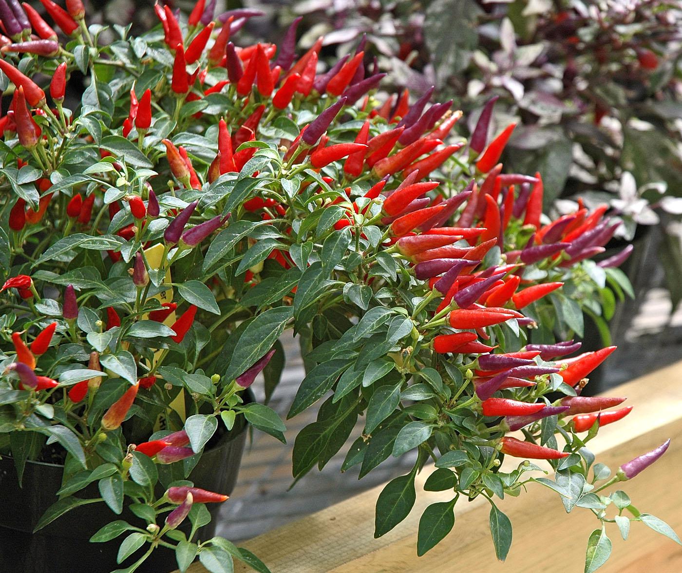 The colorful leaves on many ornamental peppers are attractive, but it will be the peppers on this plant that steal the show. The plants always will be loaded with peppers that are red or purple. (Photos by Norman Winter)