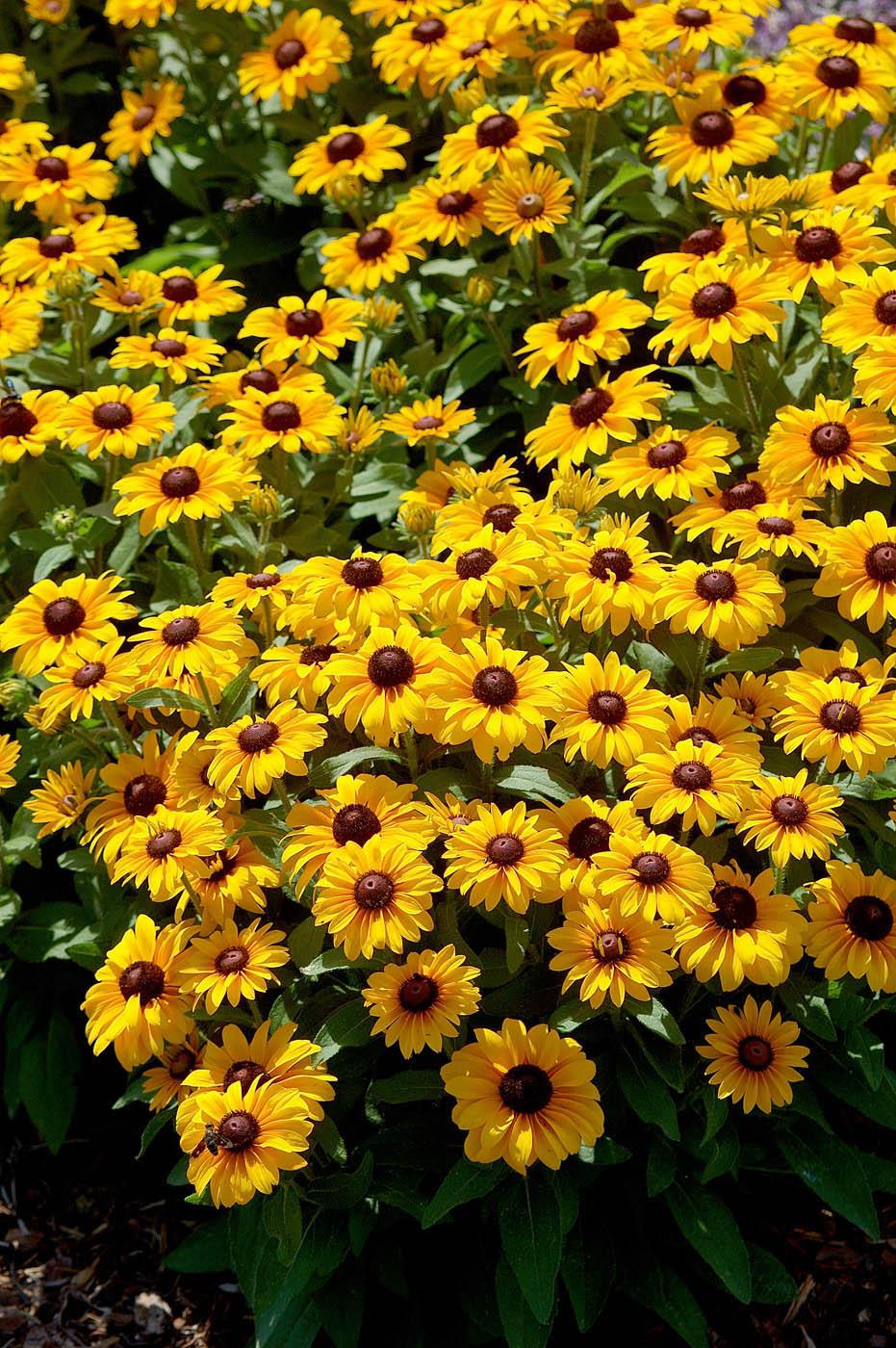 The tennis ball size flowers of the TigerEye rudbekia plants growing in Mississippi State University's trials are eye catching. TigerEye will get about 24 inches tall with an equal spread. They may be hard to find until next year, but they will be a prize then. (Photo by Norman Winter)