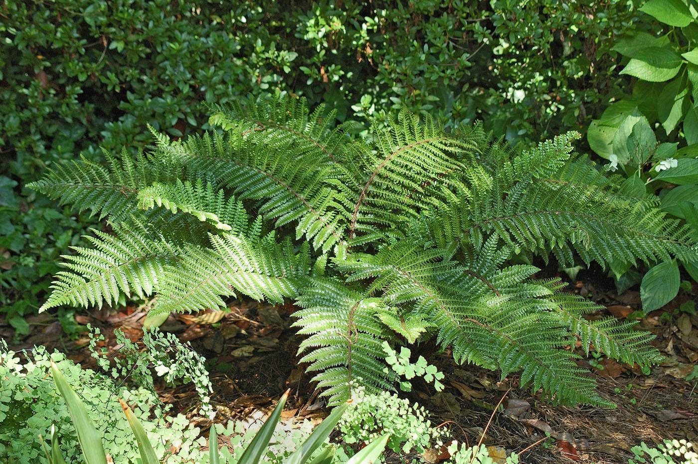 The Japanese tassel fern gets its name from the way young fronds, called crosiers, unfurl and bend backward, drooping in a tassel form before flattening out. The evergreen fronds are a shiny, deep, dark green that gives an almost waxy appearance. (Photo by Norman Winter)