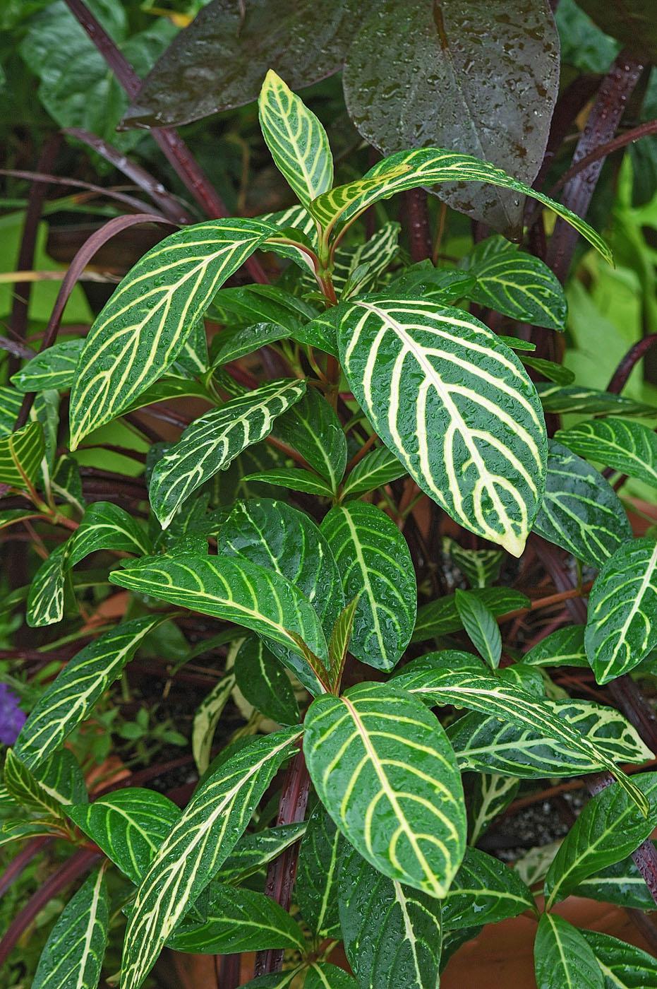 Ellen sanchezia starts a little slow but is a real star after it becomes acclimated. The leaves are dark green and variegated with yellowish or chartreuse zebra stripes.
